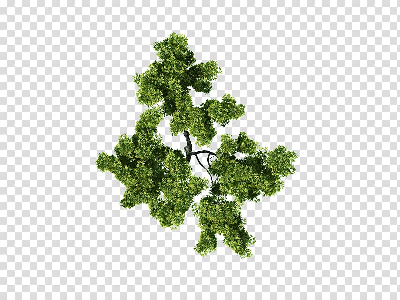 green leafed plant, Architecture Plan, tree plan transparent background PNG clipart