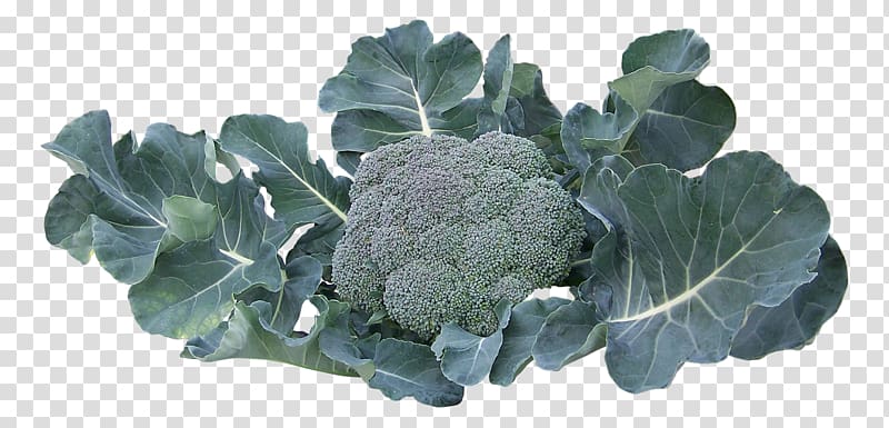 Broccoli Collard greens Vegetable, A broccoli transparent background PNG clipart