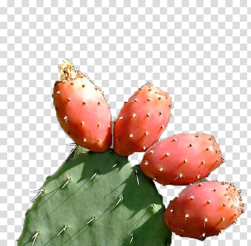 Barbary fig Strawberry Eastern Prickly Pear Nopal, strawberry transparent background PNG clipart