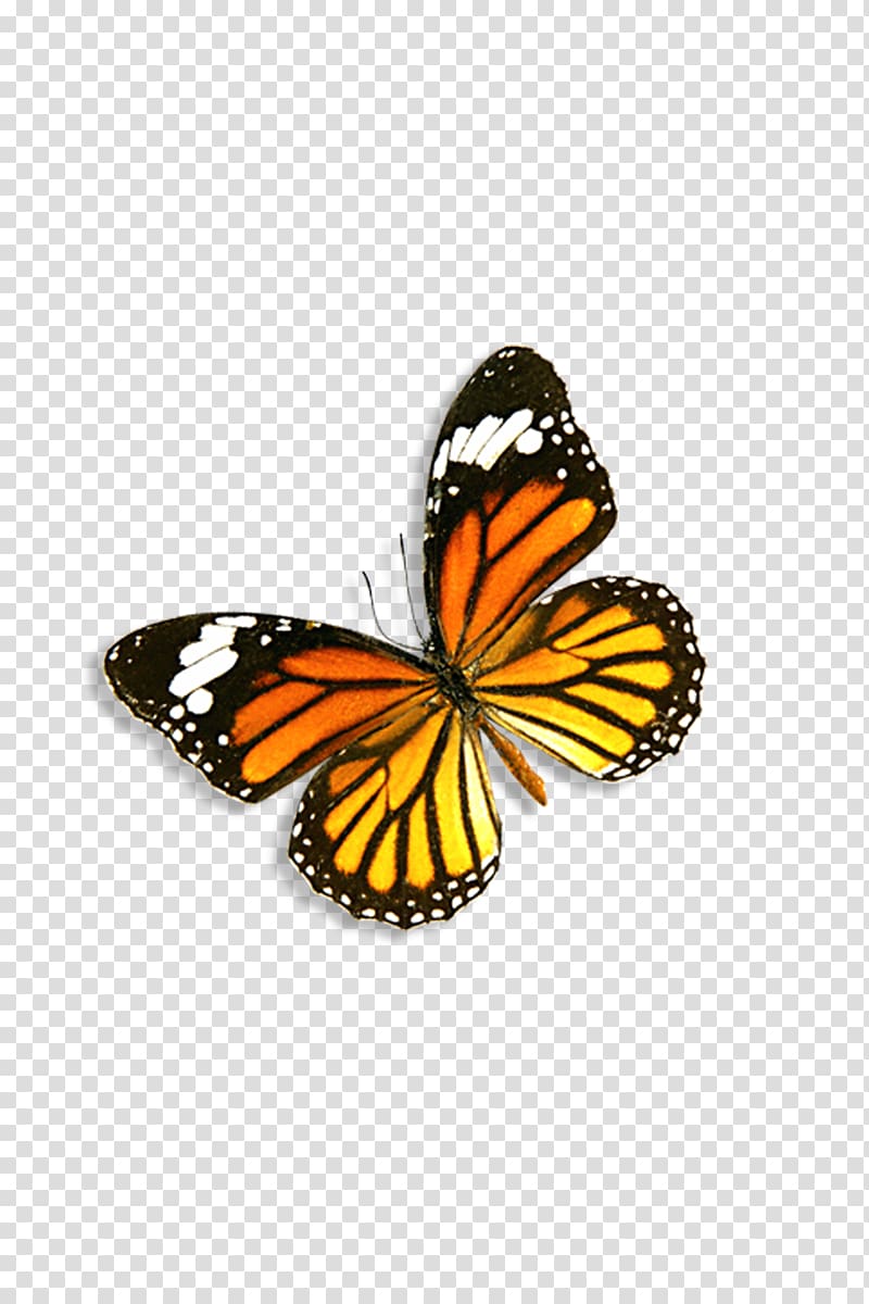 monarch butterfly, Monarch butterfly Danaus genutia, butterfly transparent background PNG clipart