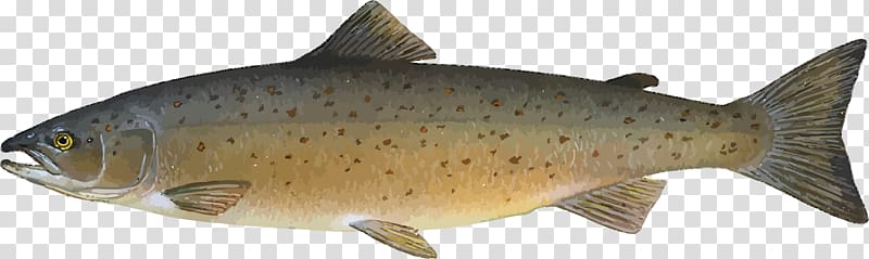 Atlantic salmon Sockeye salmon Chum salmon Brown trout Smoked salmon, SALMON transparent background PNG clipart