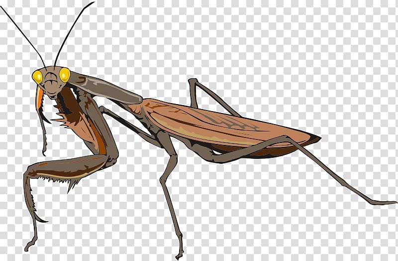 Insect Mantidae Animal Antenna, insect transparent background PNG clipart