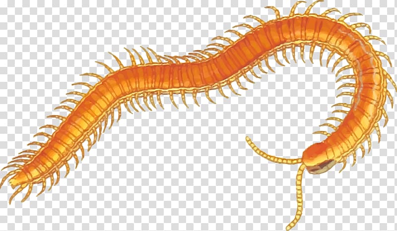 Centipedes , biology transparent background PNG clipart