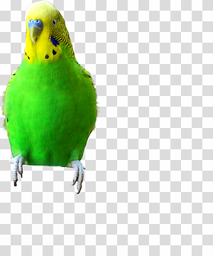 Green Budgerigar Perched transparent background PNG clipart thumbnail