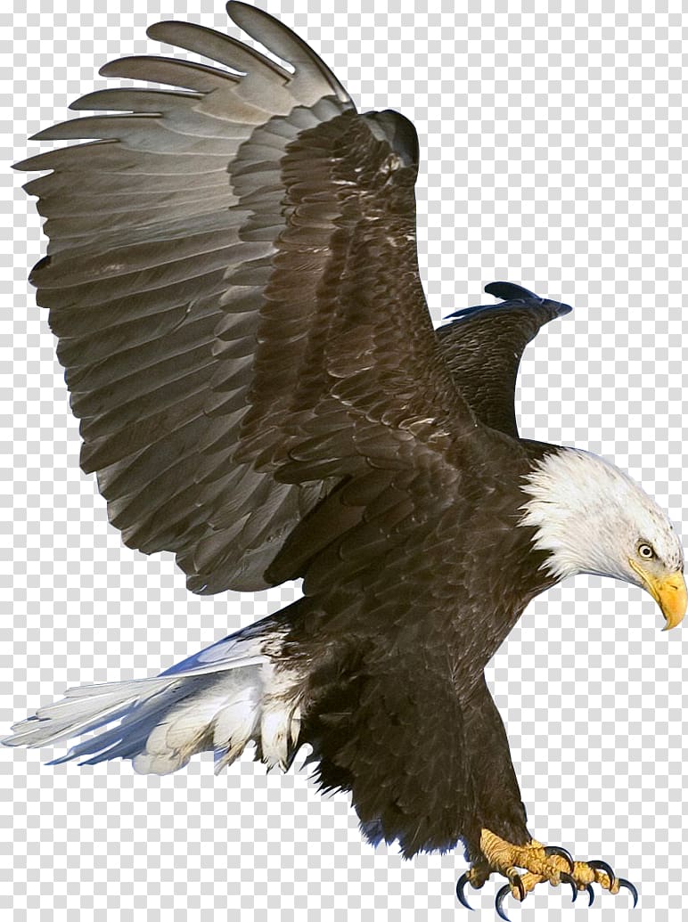 Bald Eagle, Eagle , free transparent background PNG clipart