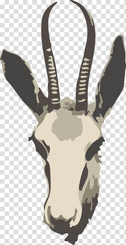 Springbok Gazelle Impala Antelope , Springbok transparent background PNG clipart