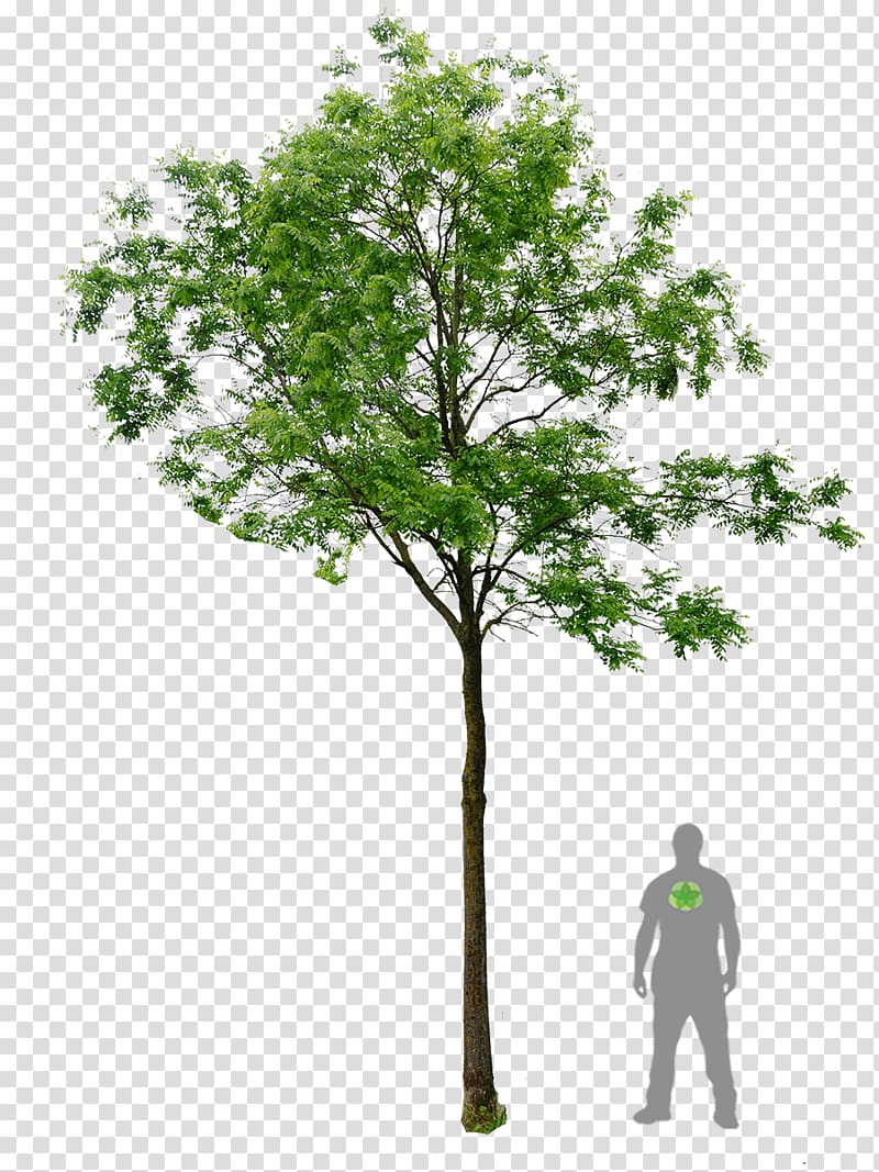 silhouette of person standing beside tree, Black locust Populus nigra Plane trees Woody plant, bonsai transparent background PNG clipart