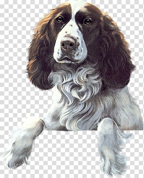 English Springer Spaniel Welsh Springer Spaniel Field Spaniel English Cocker Spaniel Drentse Patrijshond, icelandic sheepdog transparent background PNG clipart