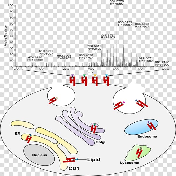 Antigen Lipid CD1D /m/02csf T cell, lipidanchored protein transparent background PNG clipart