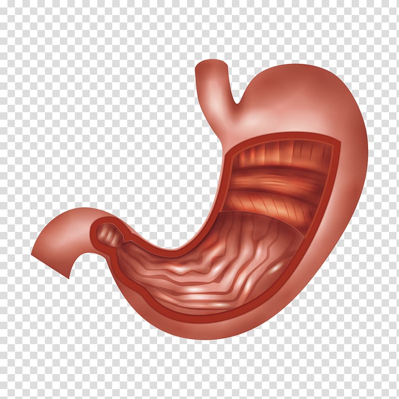 red stomach illustration, Organ Stomach Abdomen Biology Human digestive system, others transparent background PNG clipart
