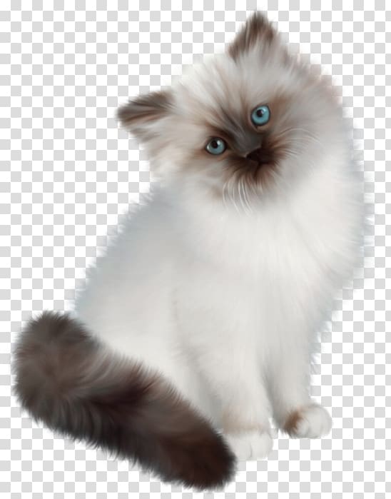 Persian cat Siamese cat Ragdoll Birman Himalayan cat, White cat transparent background PNG clipart