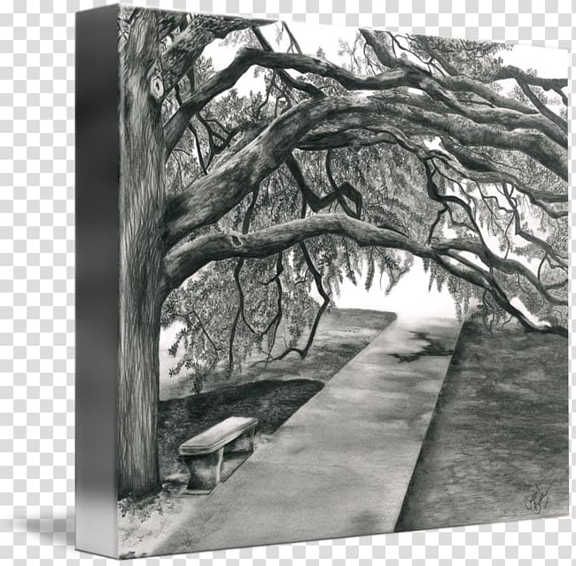 Century Tree Frames Canvas Gallery wrap kind, Campus Of Texas Am University transparent background PNG clipart