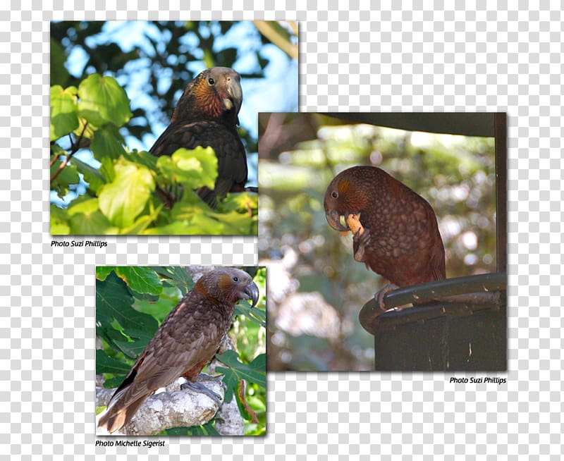 Fauna Flora Beak Ecosystem Wildlife, kaka transparent background PNG clipart