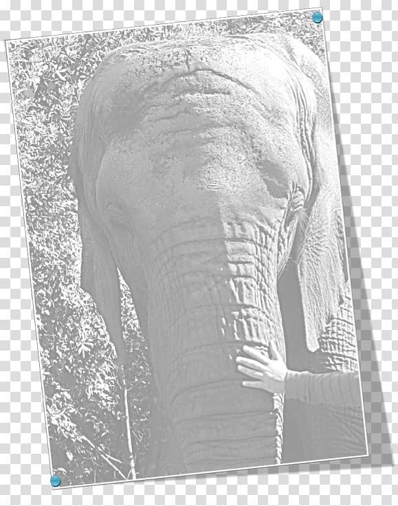 Indian elephant African elephant Drawing Curtiss C-46 Commando Elephantidae, elephant leader transparent background PNG clipart