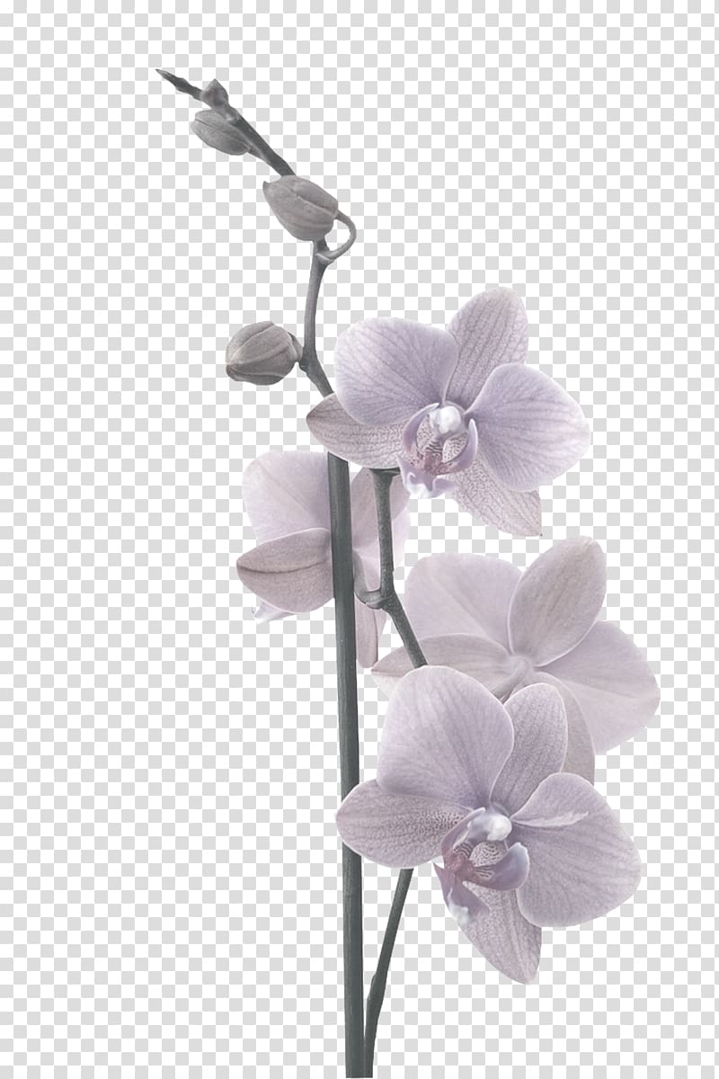Moth orchids Adhesive Paper Partition wall, Headline Orchid transparent background PNG clipart