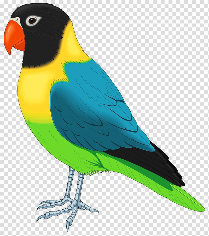 Bird Parrot Pet Parakeet , Bird transparent background PNG clipart