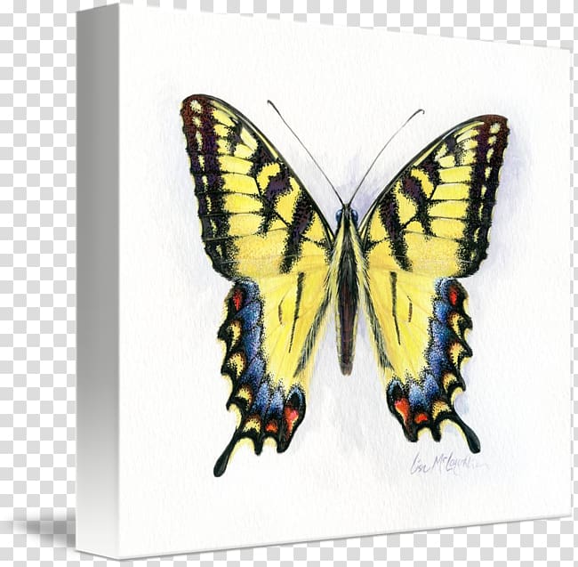 Monarch butterfly Eastern tiger swallowtail Pieridae, butterfly transparent background PNG clipart