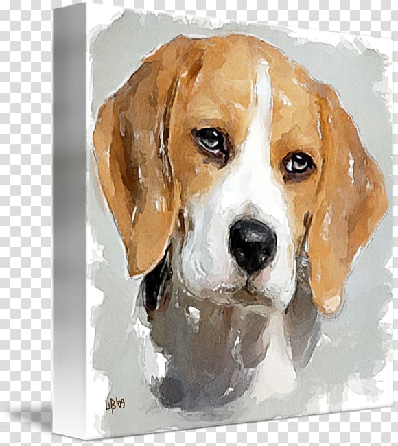 Beagle-Harrier English Foxhound American Foxhound Beagle-Harrier, painting transparent background PNG clipart
