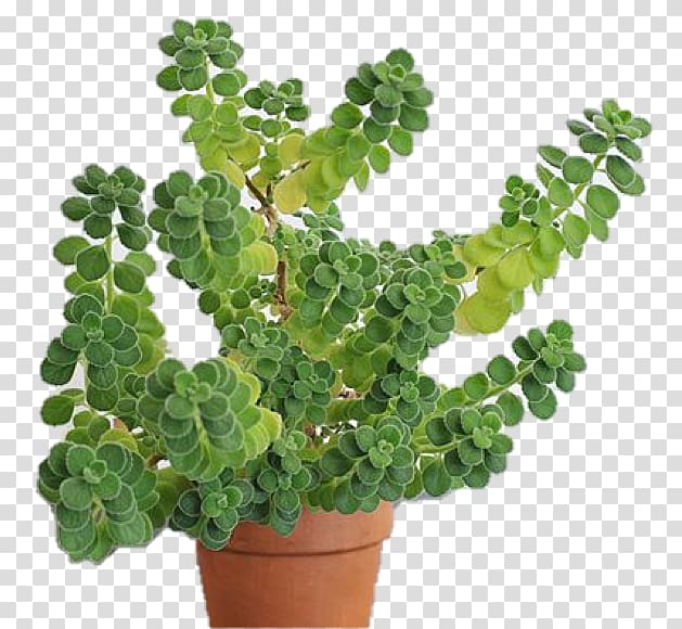 Mexican mint Oregano Flower Herb Houseplant, flower transparent background PNG clipart