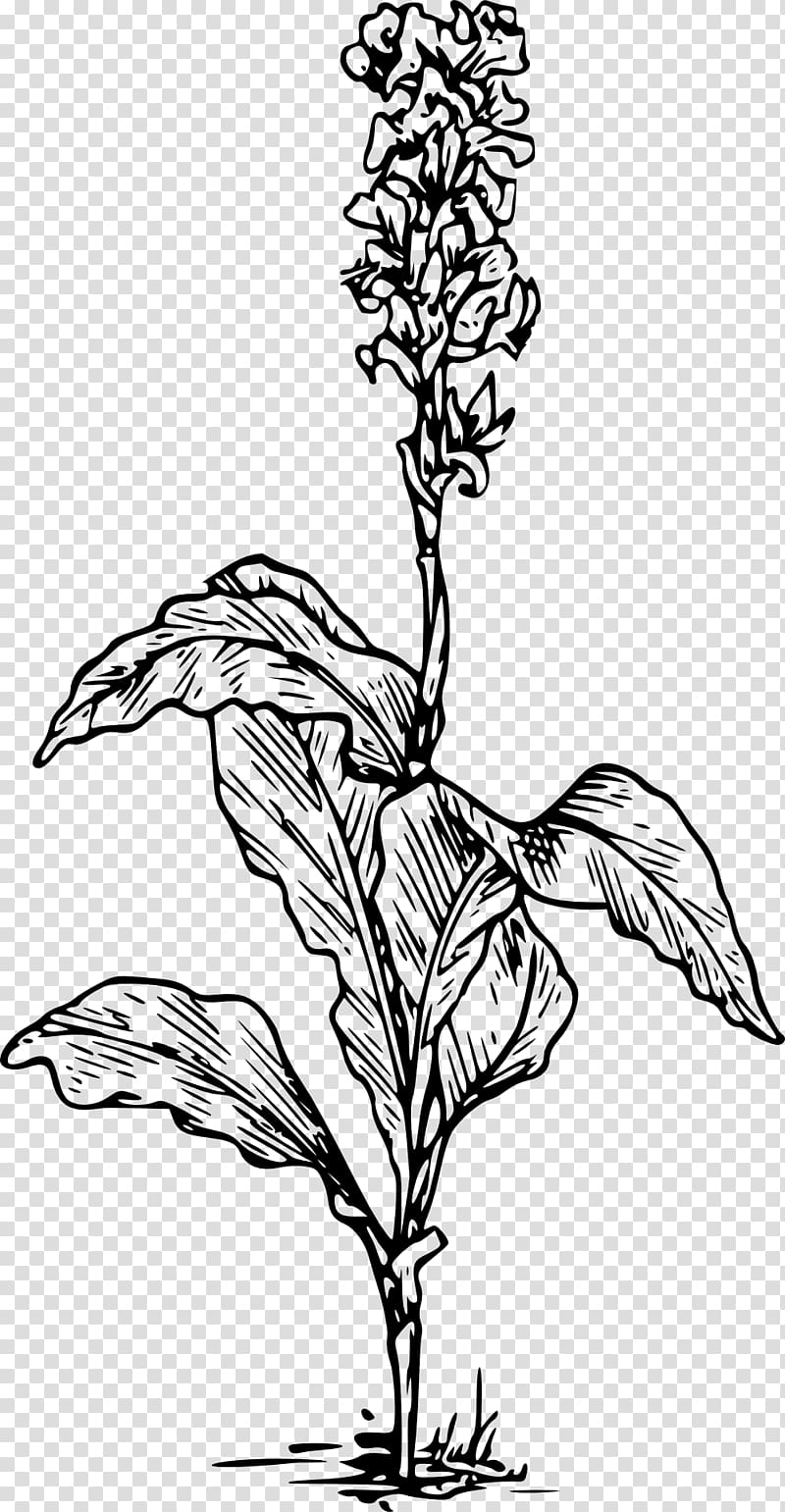 Canna indica Drawing Arum-lily Lilium, flower transparent background PNG clipart