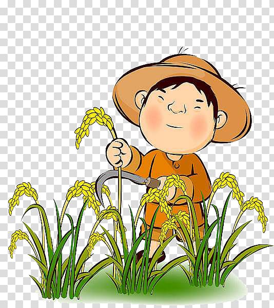 man cutting rice plants , Farmer Rice Agriculture Harvest , The farmer who receives the wheat transparent background PNG clipart