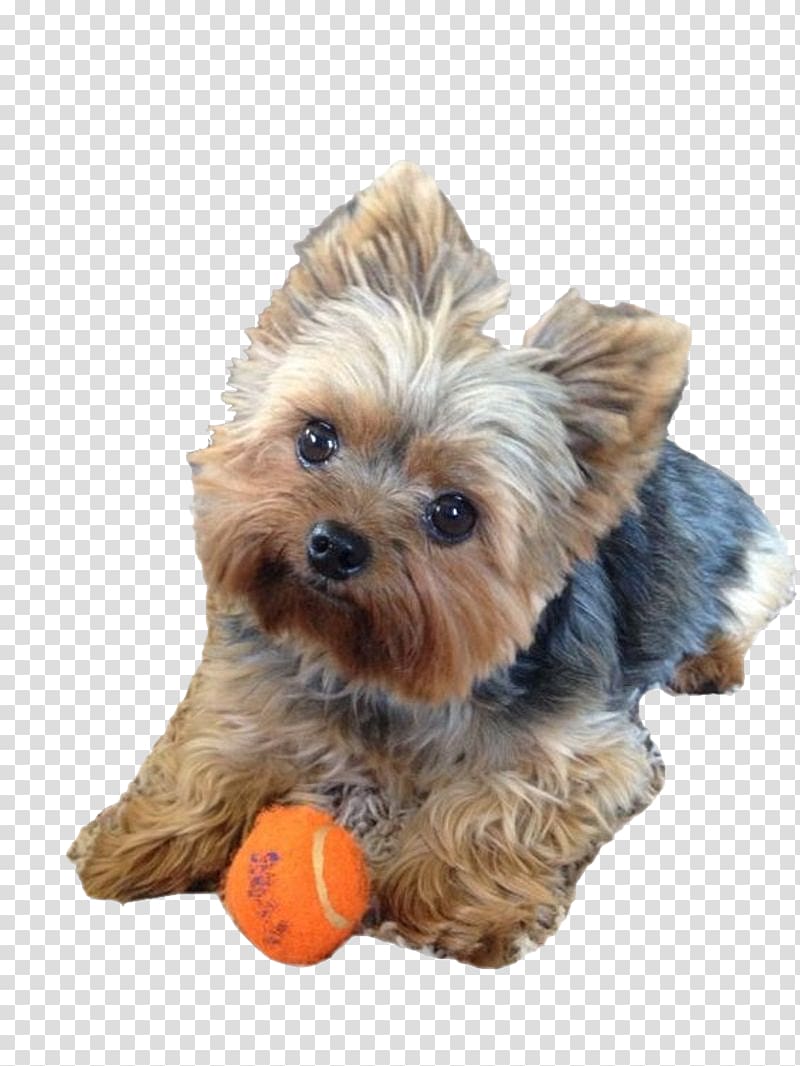 Yorkshire Terrier Norwich Terrier Puppy Yorkipoo Hairstyle, puppy transparent background PNG clipart