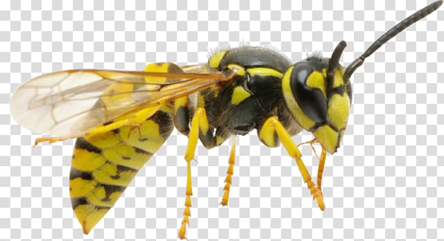 Hornet Honey bee Insect Wasp, bee transparent background PNG clipart