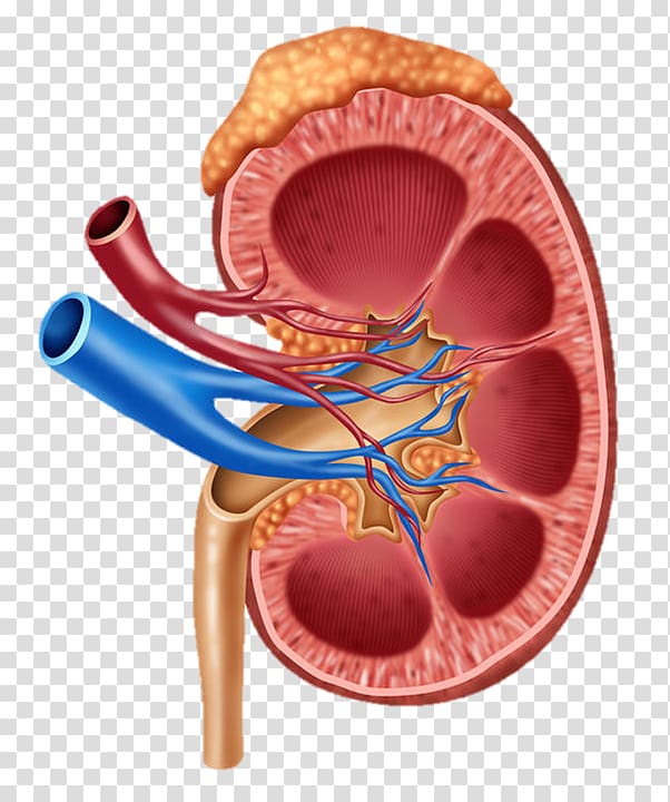 Kidney Human body Diagram Anatomy, others transparent background PNG clipart