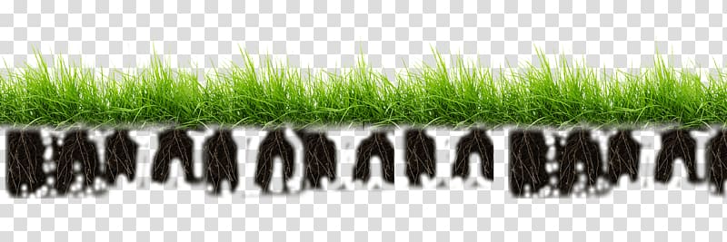 Pasture Grasses Flower Raceme, artificial grass transparent background PNG clipart