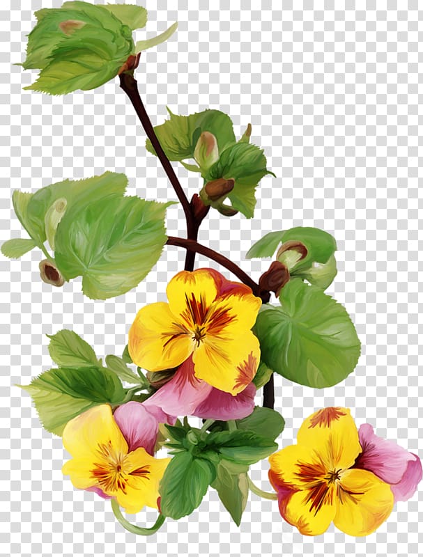 Blahoželanie Name day Wish Birthday, Pansy Flower transparent background PNG clipart