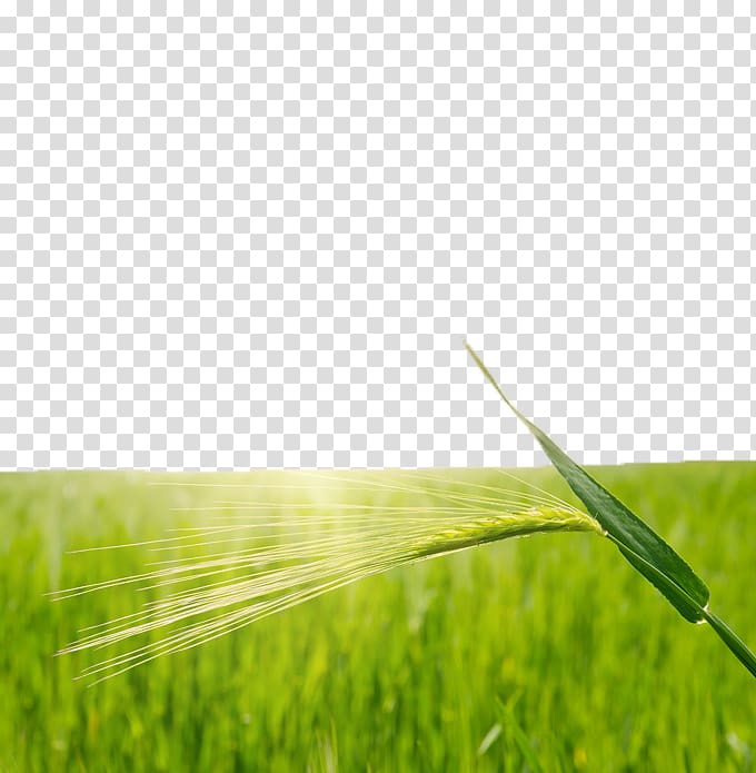 Rice Wheat Paddy Field, Green rice fields transparent background PNG clipart