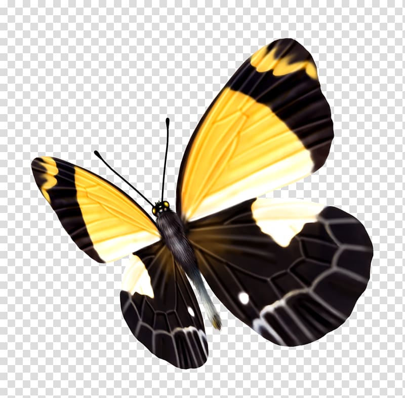 Butterfly Yellow Black, butterfly transparent background PNG clipart