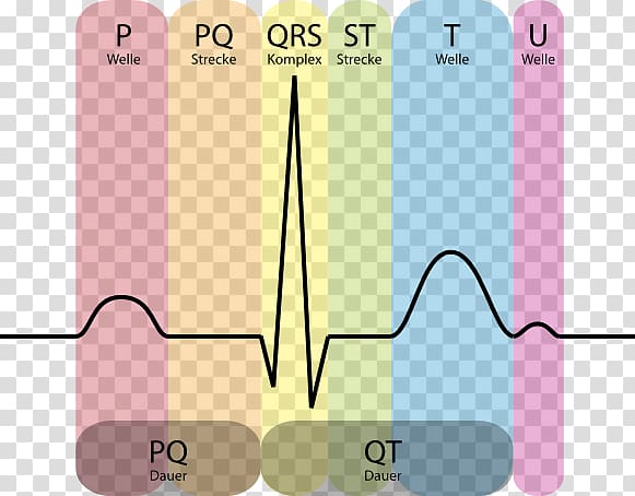 Electrocardiography Heart Cardiology Systole QRS complex, Ecg Heart transparent background PNG clipart