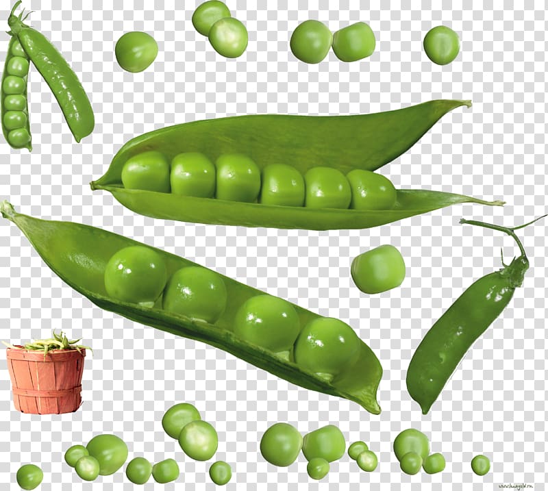 Pea transparent background PNG clipart