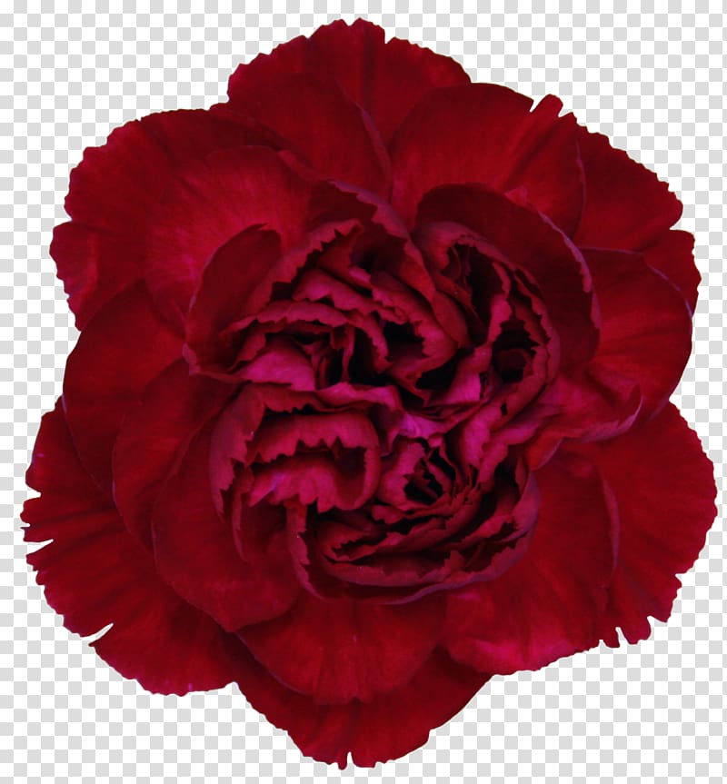 Carnation Rose Cut flowers Crimson, red carnation transparent background PNG clipart