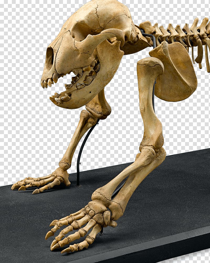 Cave bear Skeleton Bone Skull East Siberian brown bear, Skeleton transparent background PNG clipart