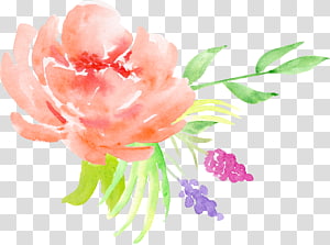 red flower painting, Centifolia roses Watercolor painting Flower Floral design, Orange roses decorative pattern transparent background PNG clipart thumbnail