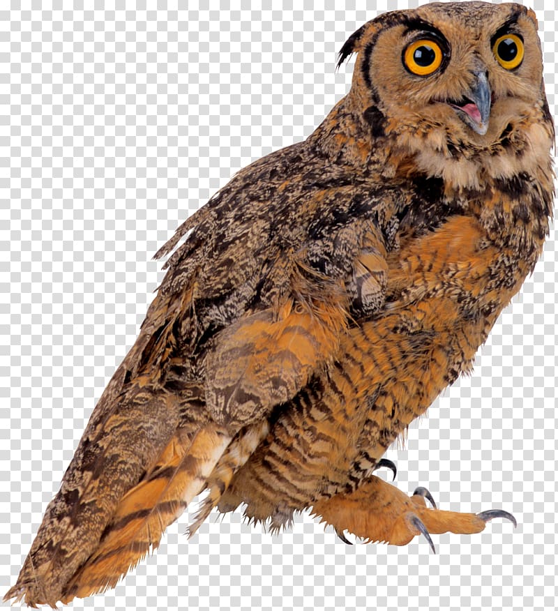 Sovunya Bird True owl , Owl transparent background PNG clipart