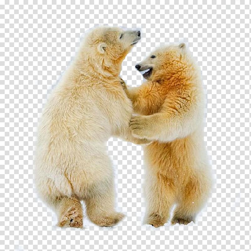 Polar Bear Cubs Arctic fox Dance, polar bear transparent background PNG clipart