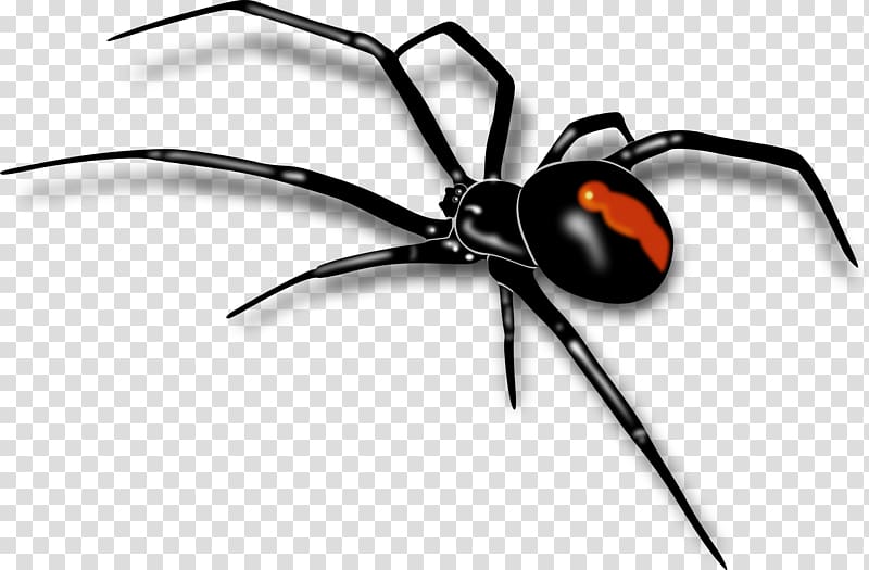 Redback spider Southern black widow , Red Spiders transparent background PNG clipart