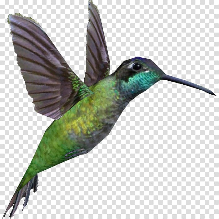 Rivoli\'s hummingbird Anna\'s hummingbird Portable Network Graphics Swifts, magnificent hummingbird transparent background PNG clipart