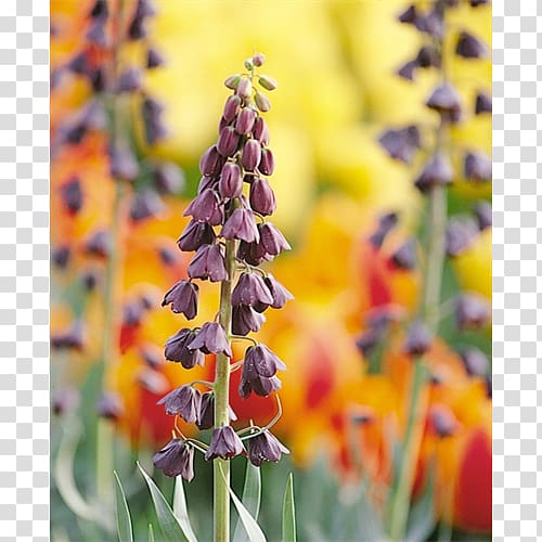 Fritillaria imperialis Fritillaria persica Bulb Flower Plant stem, bulb transparent background PNG clipart