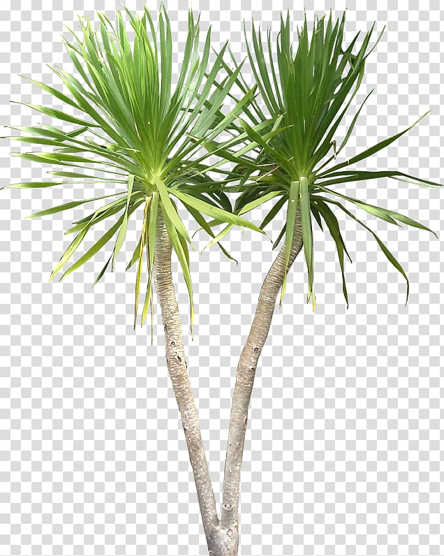 palm plants, Dracaena draco Plant Tree Tropics, tropical transparent background PNG clipart