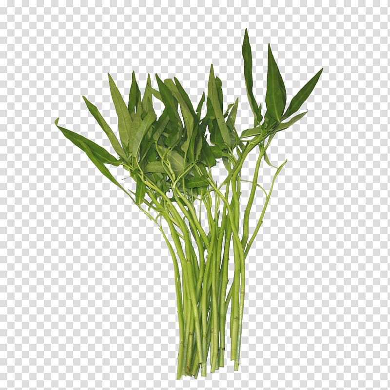 Water spinach Thailand Chinese Convolvulus Laos Vegetable, morning glory transparent background PNG clipart