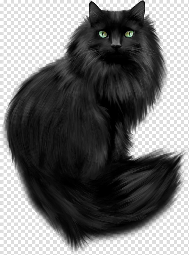 Persian cat Maine Coon Tournée du Chat noir Kitten, kitten transparent background PNG clipart