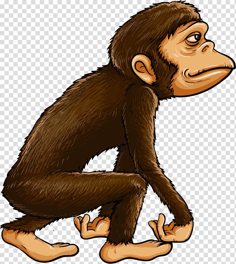 Chimpanzee Ape Primate Monkey, evolution transparent background PNG clipart