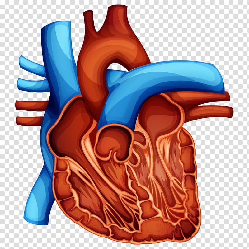 Heart Illustration, Little heart transparent background PNG clipart