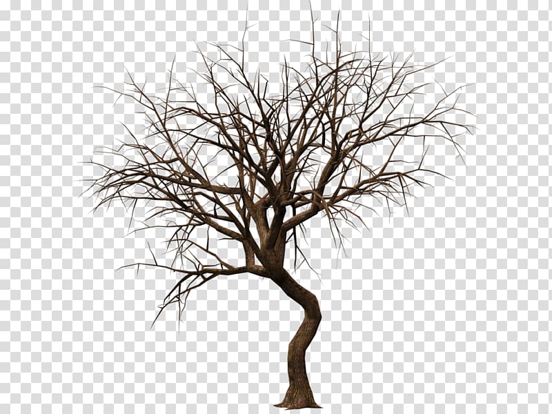 Drawing Tree Silhouette , love tree transparent background PNG clipart