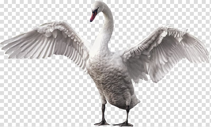 Mute swan Bird Goose Gray wolf Horse, Beautiful goose transparent background PNG clipart