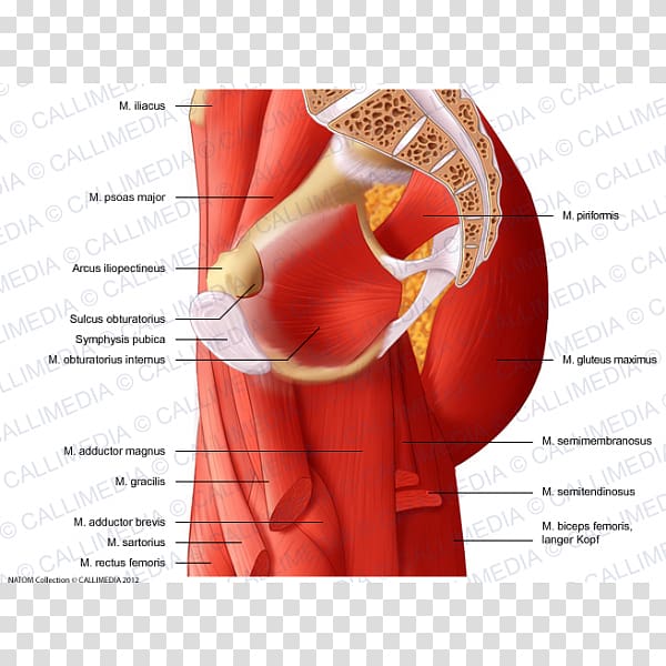 Pelvis Muscle Medial compartment of thigh Hip, polish transparent background PNG clipart